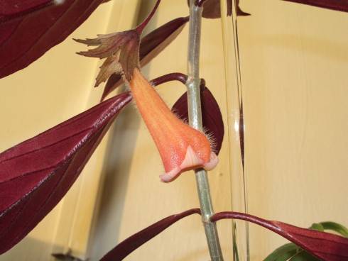 Nematanthus corticola.jpg