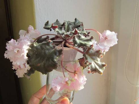 Ancient Lace.jpg