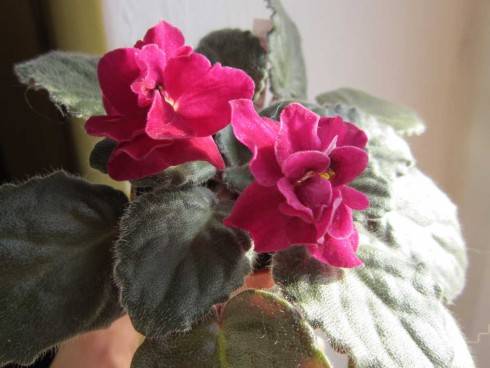 Ruffled Red.jpg
