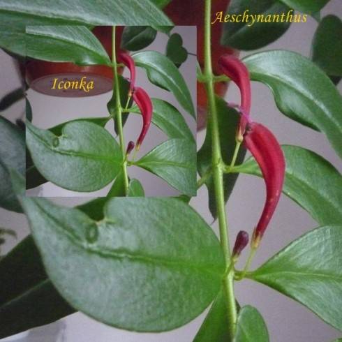 aechynanthus.jpg