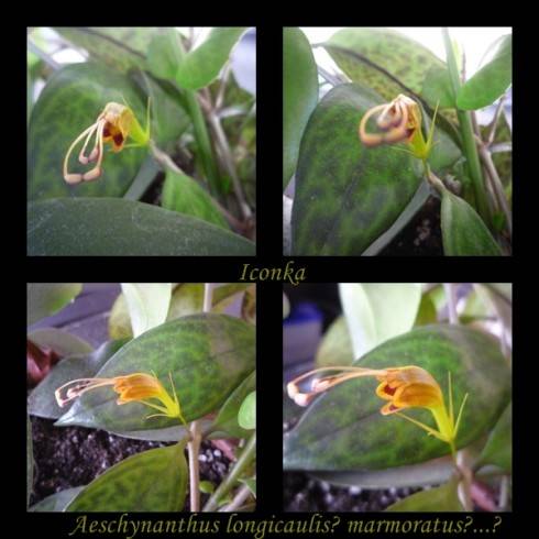 Aeschynanthus longicaulis.jpg