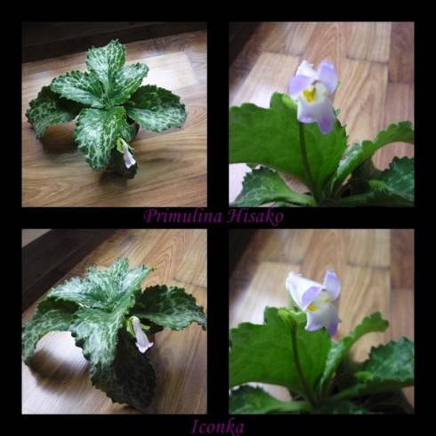 Primulina dryas Hisako.jpg