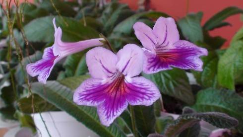 Nerys.jpg