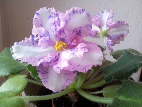 Carnation Sprinkles.jpg