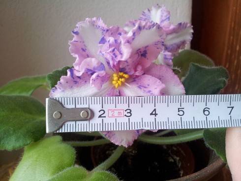 Carnation Sprinkles.jpg