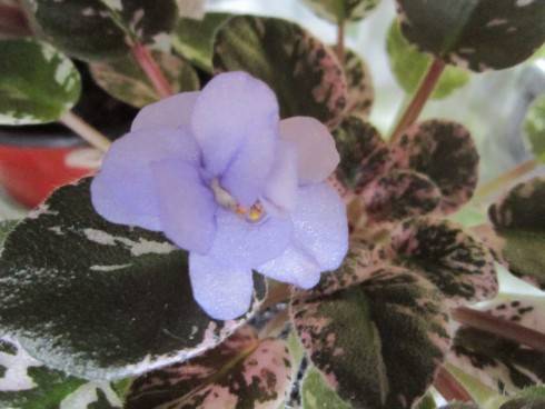 Dean's Bunny Blue.jpg
