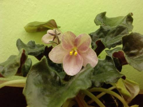 Heartland's Heirloom Lace.jpg