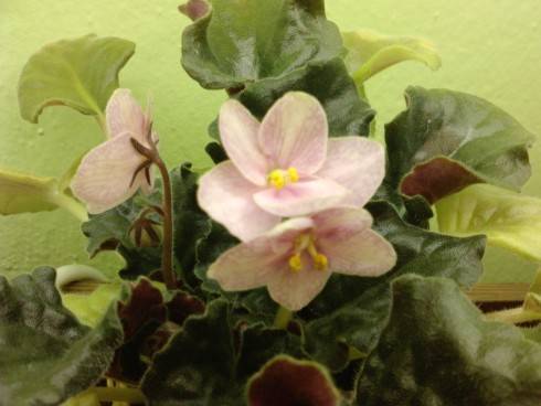 Heartland's Heirloom Lace.jpg
