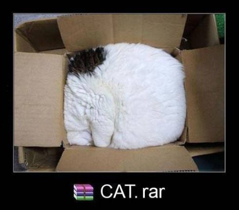 cat rar.jpg