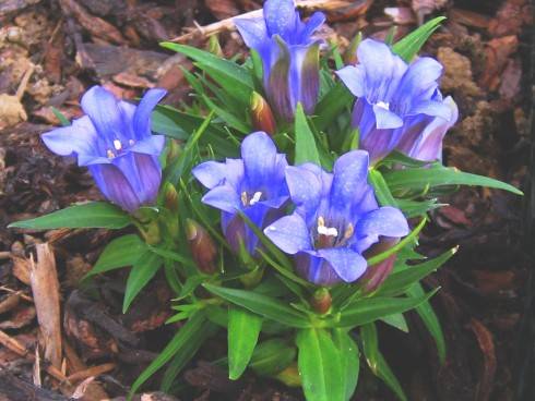 Gentiana scabra - sv.JPG