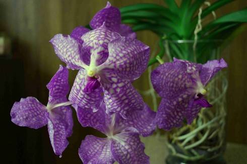 Vanda I (1).jpg