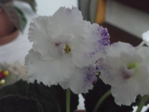 Amur.jpg
