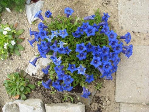Gentiana acaulis.JPG