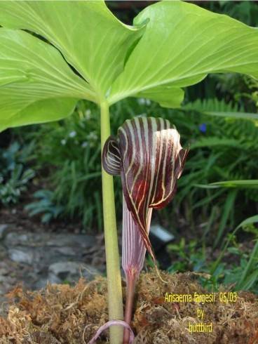 arisaema.jpg