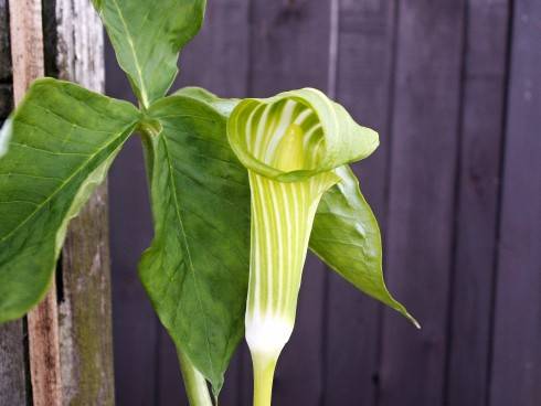ARISAEMA 006.JPG