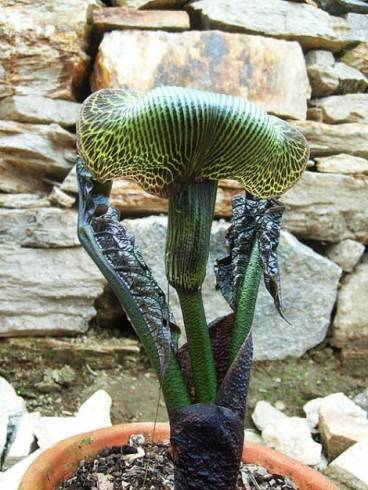 arisaema.JPG