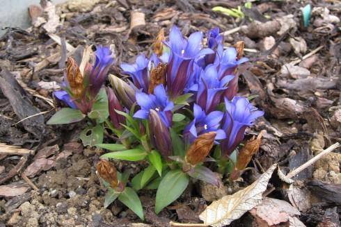 Gentiana scabra - tm.JPG