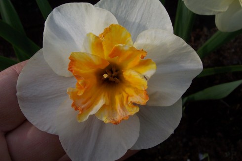 narcis4.jpg