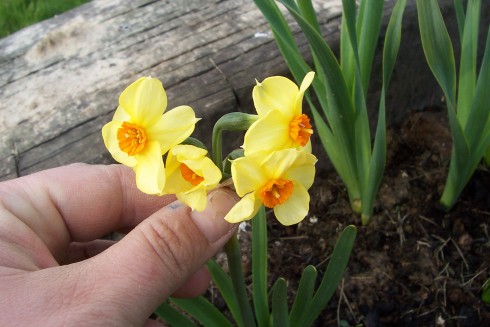 narcisy6.jpg