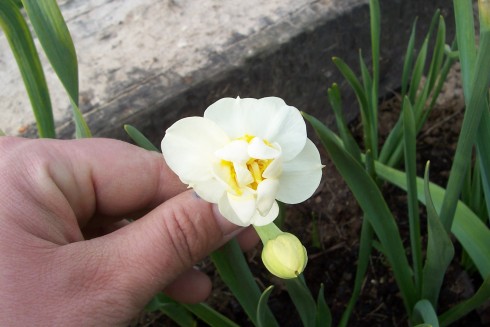 narcisy7.jpg