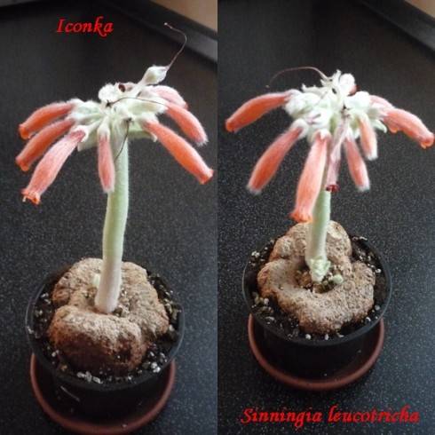Sinningia leucotricha.jpg