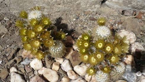 Echinocereus zač.května 012 - 4.jpg