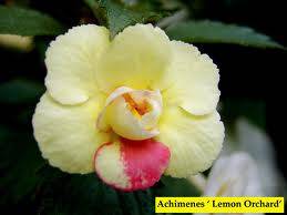 Lemon Orchard.jpg