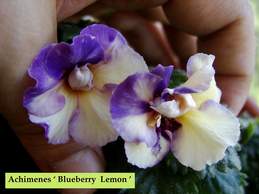 Blueberry Lemon.jpg