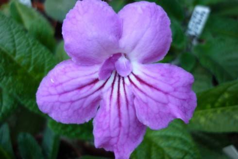 Wild Irish Rose.jpg