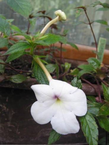 Achimenes bílá.jpg