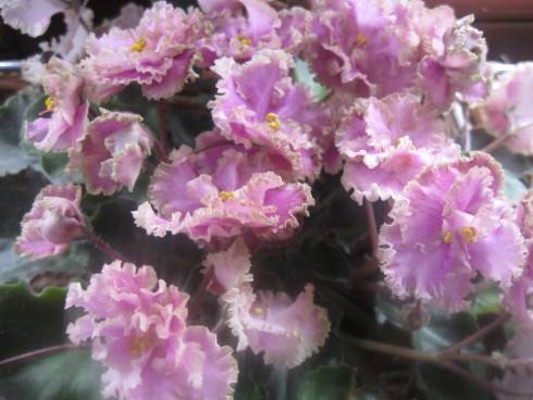 Rob's Antique Rose.jpg