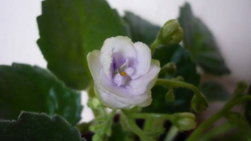 Optimara Little Moonstone.jpg