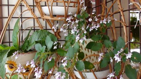 Streptocarpus pallidiflorus.jpg