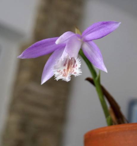 Pleione formosana.jpg