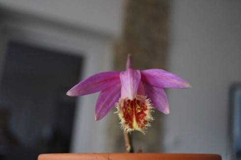 Pleione Rakata Shot Silk I.jpg