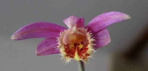 Pleione Rakata Shot Silk II.jpg