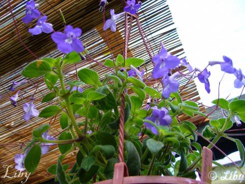 Streptocarpus saxorum.jpg