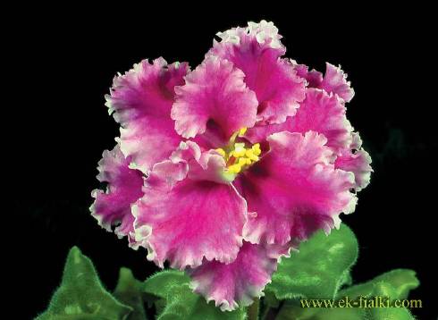 EK-Skazochnyi Iris.jpg