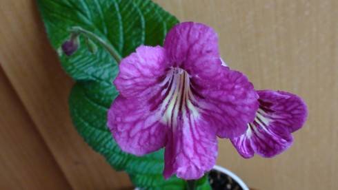 Bristol's Sixth Scents.jpg