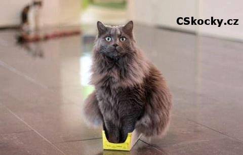 kočka v krabičce..jpg