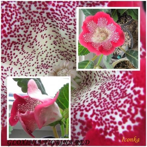 Tigrina Red.jpg