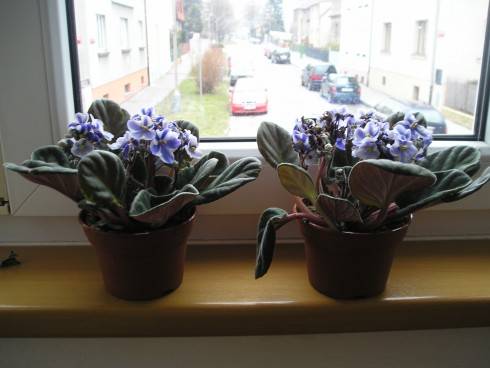 P1010038.JPG