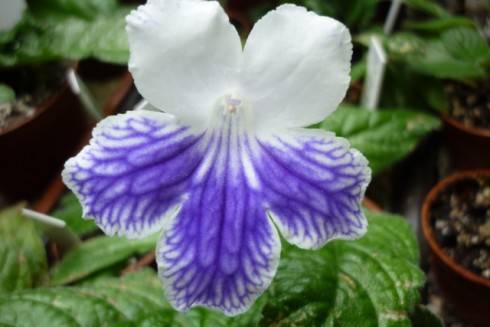 Alpine Cascade.jpg