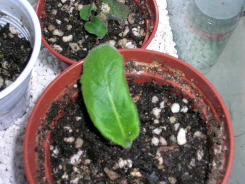 DSCN4730.JPG