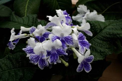 Alpine Cascade.jpg