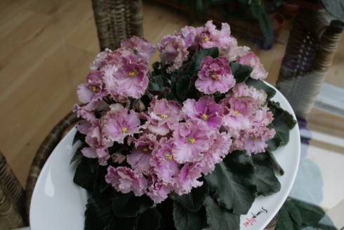 Rob's Antique Rose.jpg