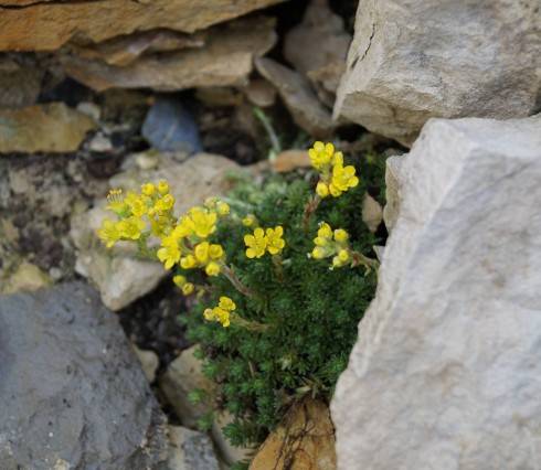 Saxifraga II.jpg