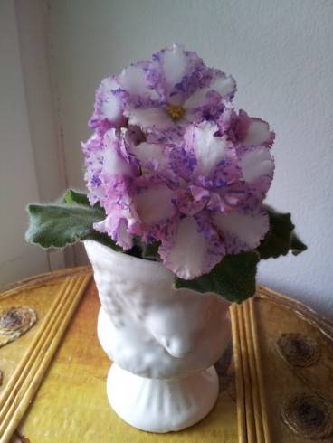 Carnation Sprinkles.jpg
