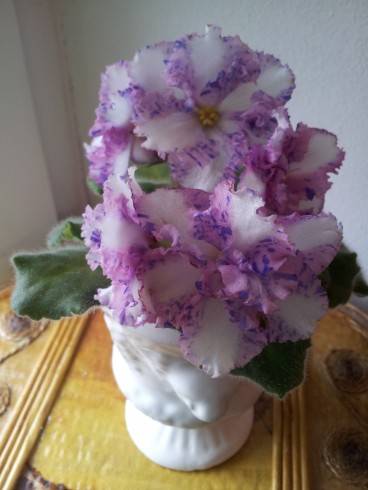 Carnation Sprinkles.jpg