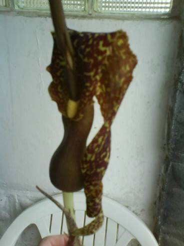 DSC00123.jpg
